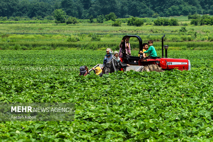 برداشت توت فرنگی در گلستان