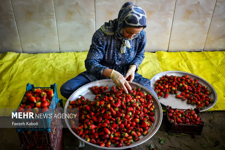 برداشت توت فرنگی در گلستان