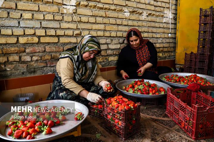 برداشت توت فرنگی در گلستان
