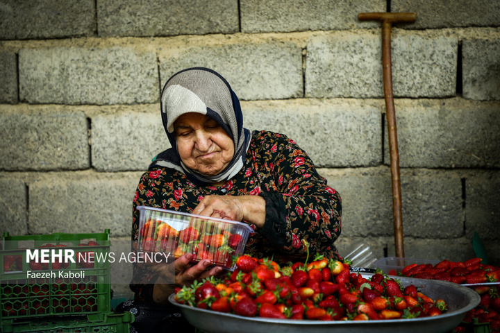 برداشت توت فرنگی در گلستان