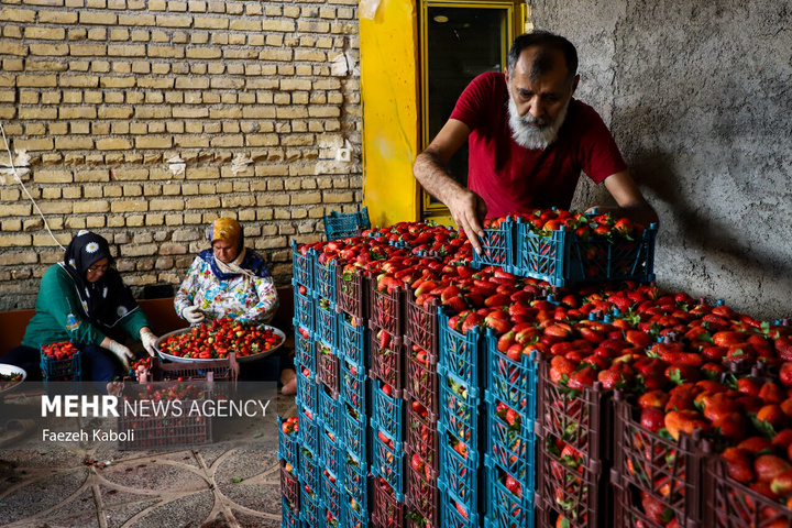 برداشت توت فرنگی در گلستان