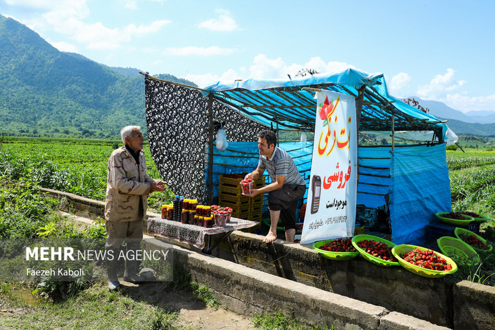 برداشت توت فرنگی در گلستان