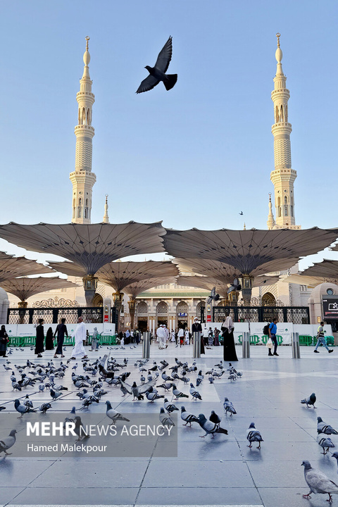 حال و هوای مسجد النبی صلی الله علیه وآله در ایام حج