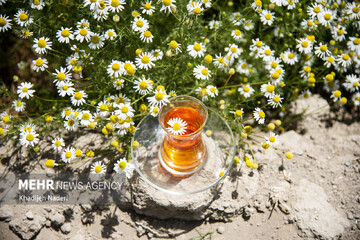 برداشت بابونه در اصفهان