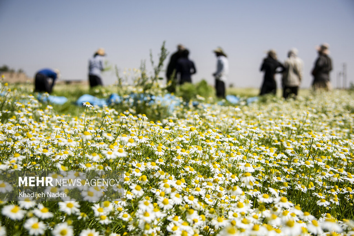 برداشت بابونه در اصفهان