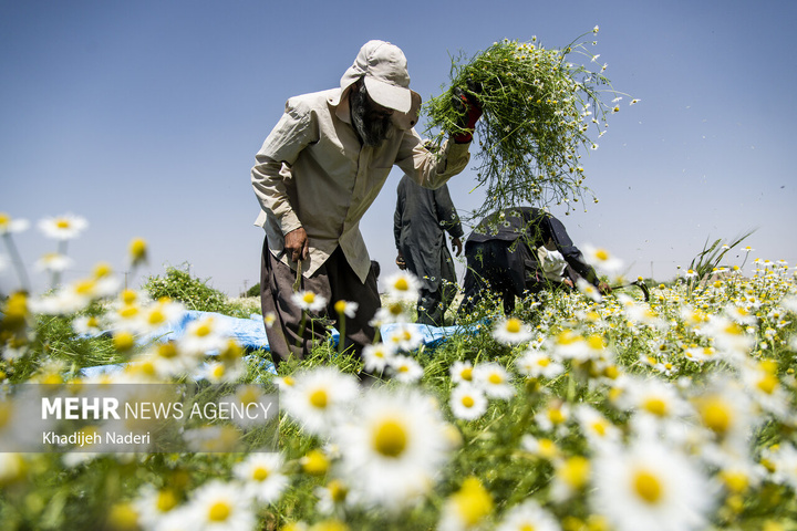 برداشت بابونه در اصفهان