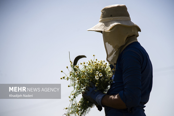 برداشت بابونه در اصفهان