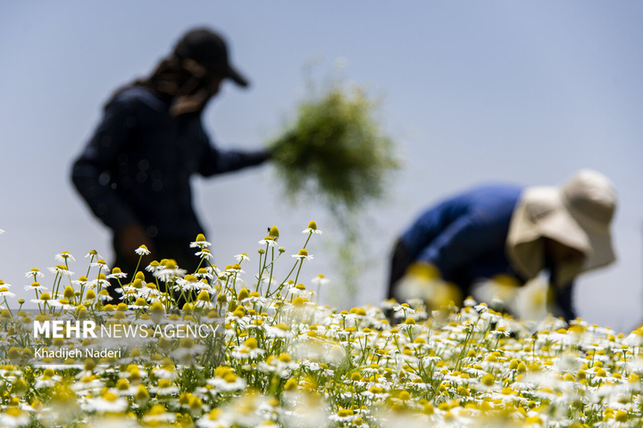 برداشت بابونه در اصفهان