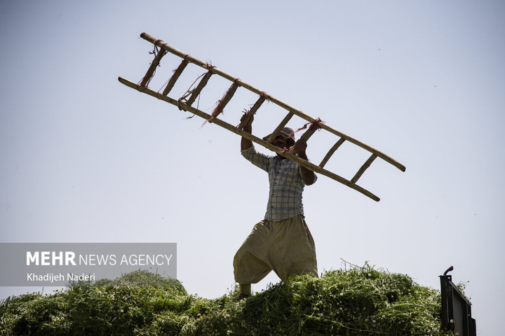 برداشت بابونه در اصفهان