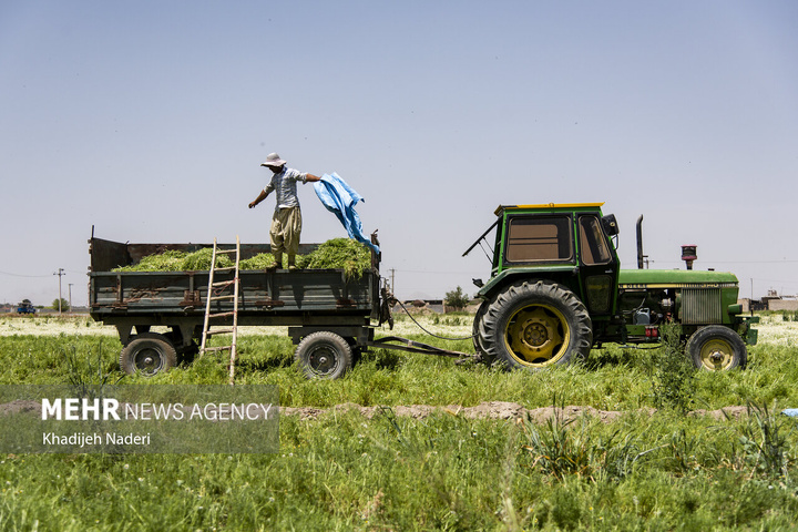 برداشت بابونه در اصفهان