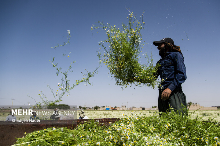 برداشت بابونه در اصفهان