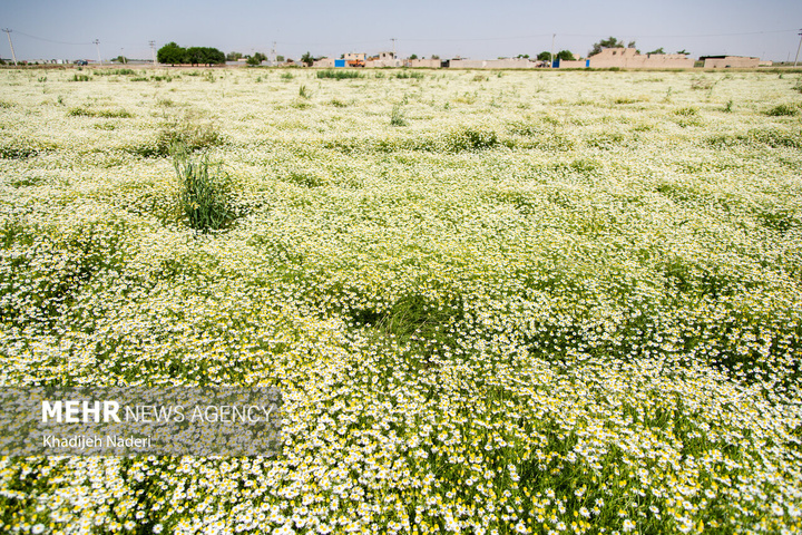 برداشت بابونه در اصفهان