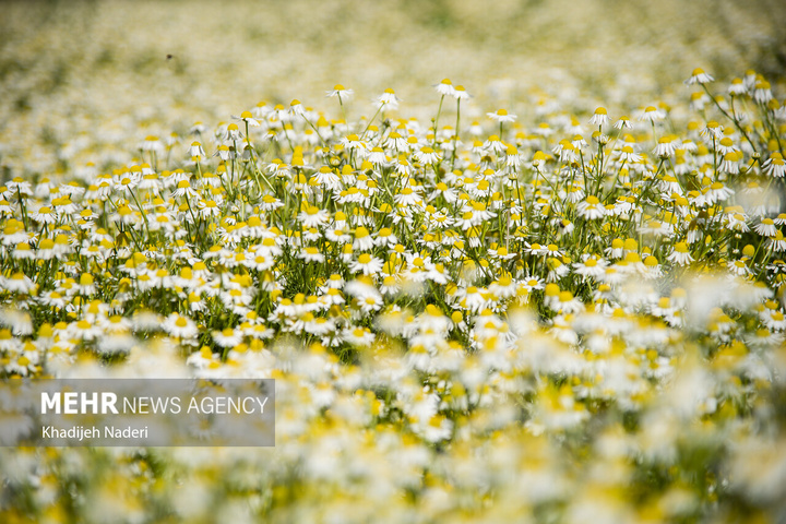 برداشت بابونه در اصفهان