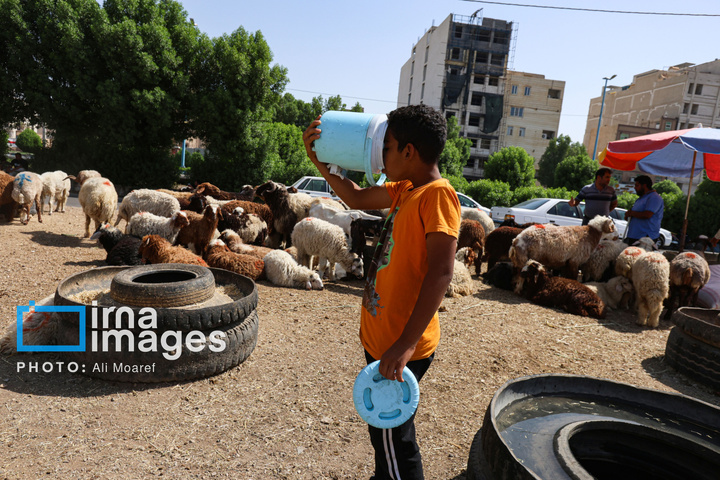 «ذبح ایمن» در روز عید «قربان»