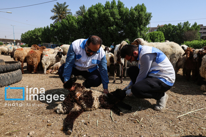 «ذبح ایمن» در روز عید «قربان»