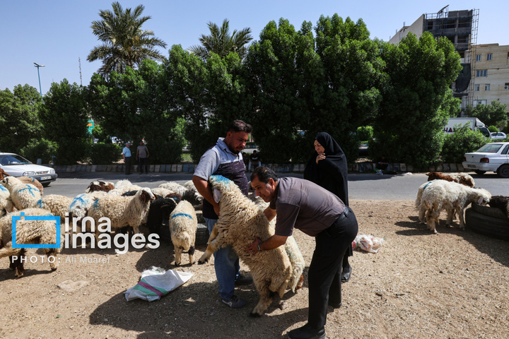 «ذبح ایمن» در روز عید «قربان»