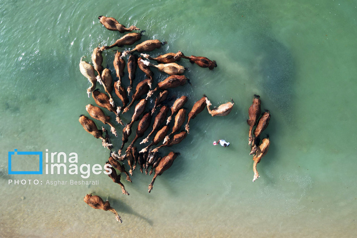 حمام شترها در خلیج فارس- جزیره قشم