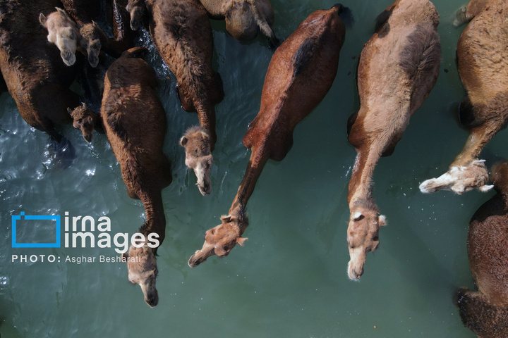 حمام شترها در خلیج فارس- جزیره قشم
