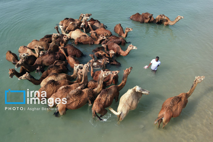 حمام شترها در خلیج فارس- جزیره قشم