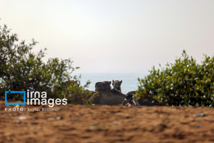 حمام شترها در خلیج فارس- جزیره قشم