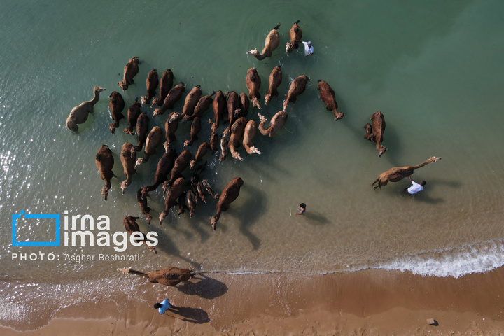 حمام شترها در خلیج فارس- جزیره قشم