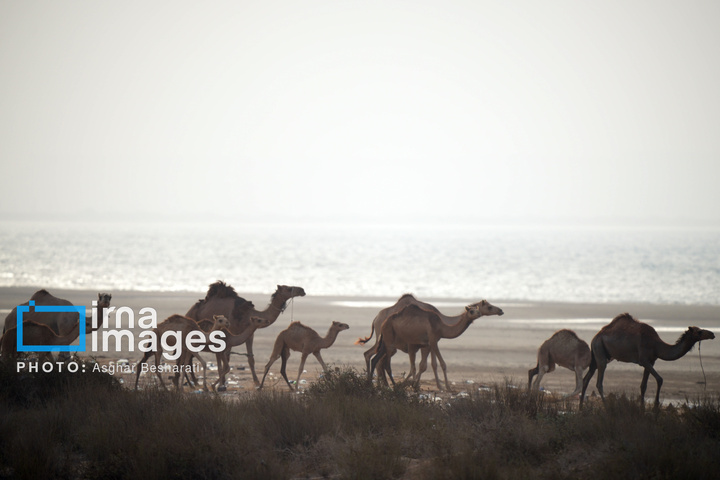 حمام شترها در خلیج فارس- جزیره قشم