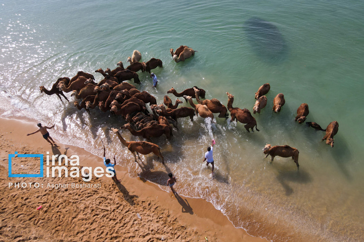 حمام شترها در خلیج فارس- جزیره قشم