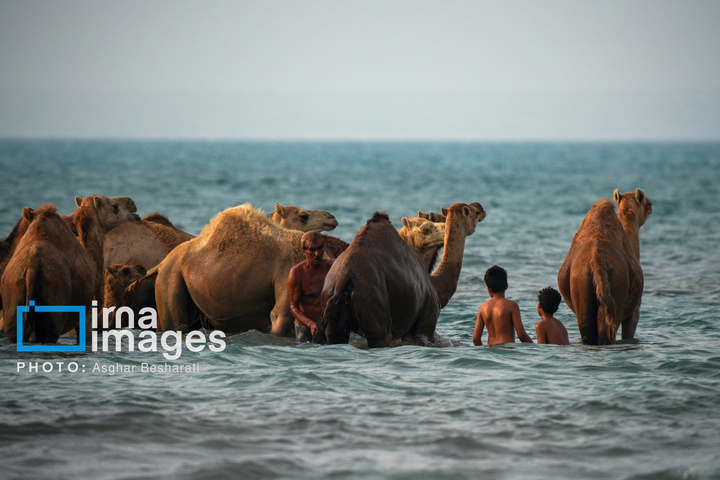 حمام شترها در خلیج فارس- جزیره قشم