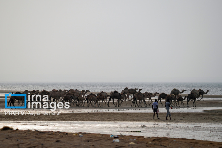 حمام شترها در خلیج فارس- جزیره قشم