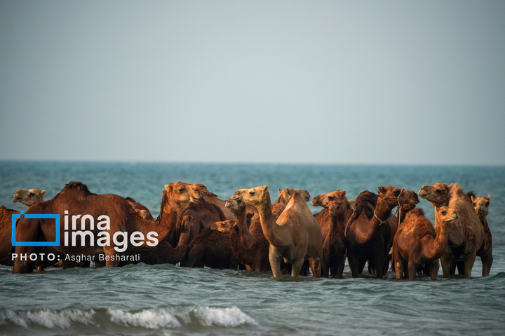 حمام شترها در خلیج فارس- جزیره قشم