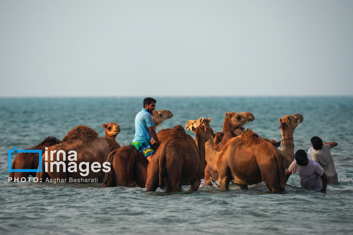 حمام شترها در خلیج فارس- جزیره قشم