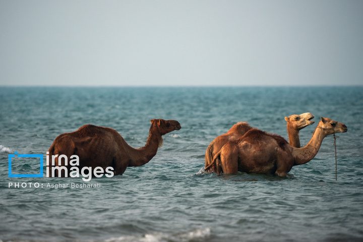 حمام شترها در خلیج فارس- جزیره قشم