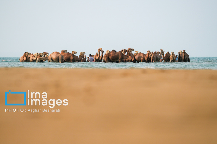 حمام شترها در خلیج فارس- جزیره قشم
