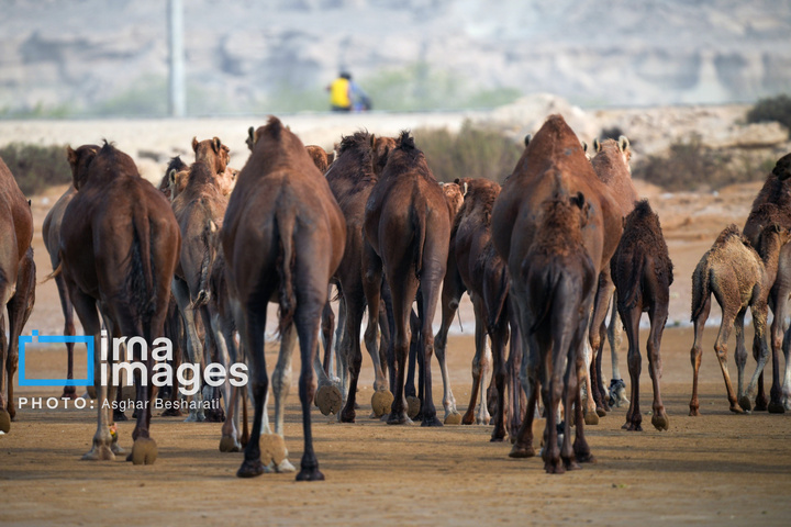 حمام شترها در خلیج فارس- جزیره قشم