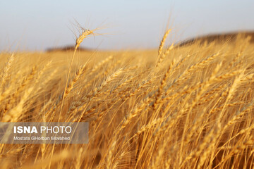 برداشت گندم دیم از مزارع شهرستان اهر