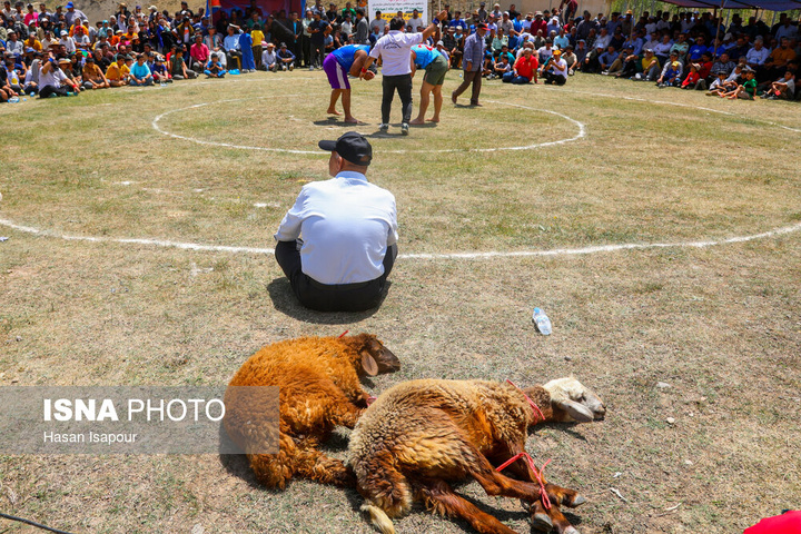 مسابقات کشتی سنتی لوچو در روستای کوهستانی چرات - سوادکوه