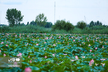 تالاب نیلوفر آبی بابل