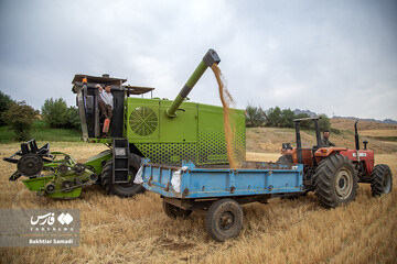 برداشت گندم در «سارال»