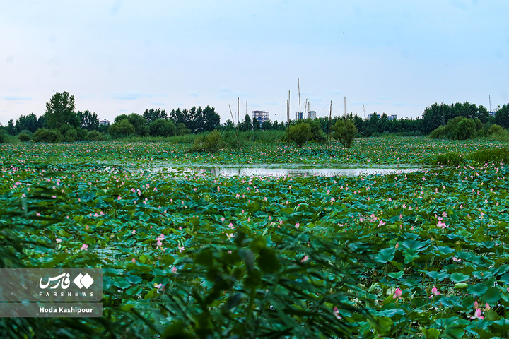 تالاب نیلوفر آبی بابل