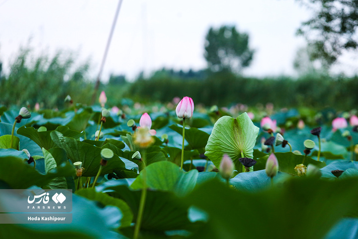 تالاب نیلوفر آبی بابل