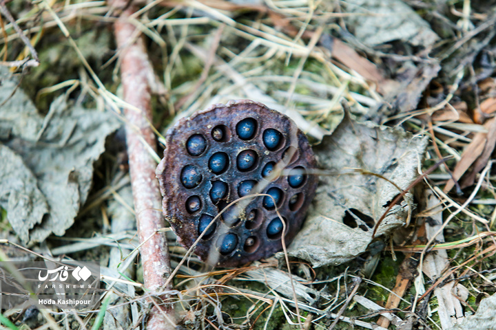 تالاب نیلوفر آبی بابل