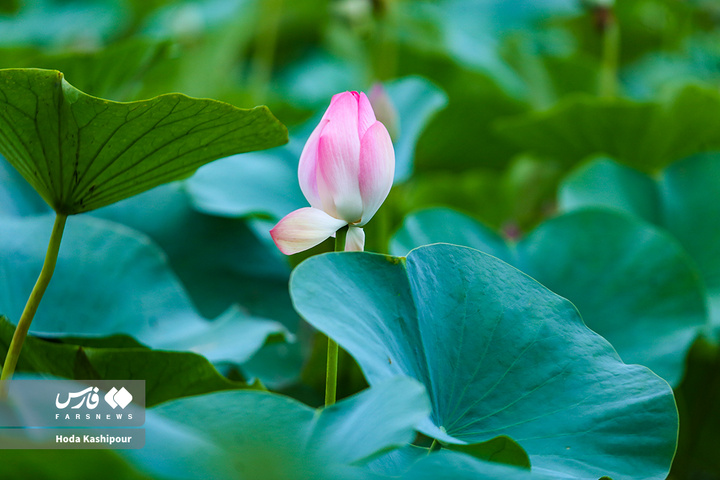 تالاب نیلوفر آبی بابل