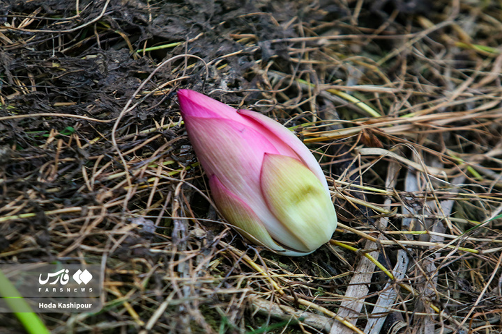 تالاب نیلوفر آبی بابل