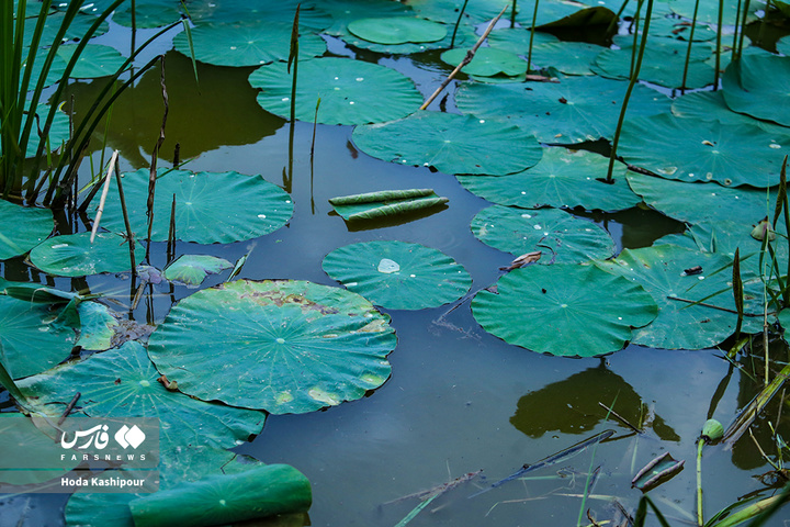 تالاب نیلوفر آبی بابل