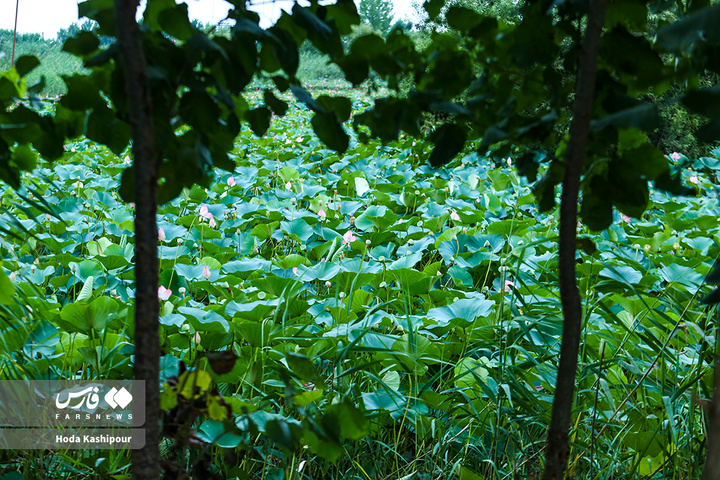 تالاب نیلوفر آبی بابل