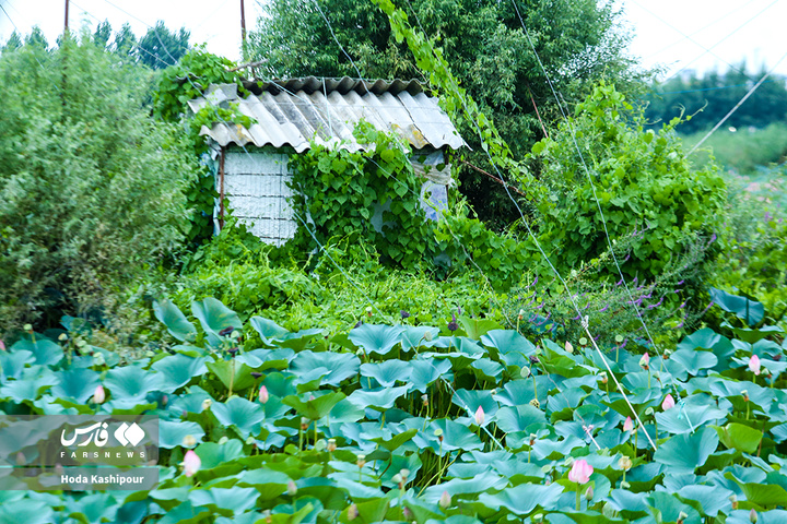 تالاب نیلوفر آبی بابل