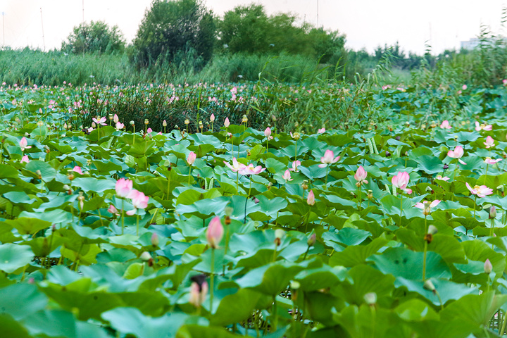 تالاب نیلوفر آبی بابل