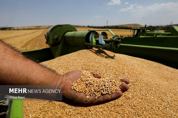 برداشت گندم در مراغه