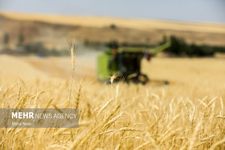 برداشت گندم در مراغه