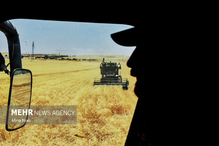 برداشت گندم در مراغه